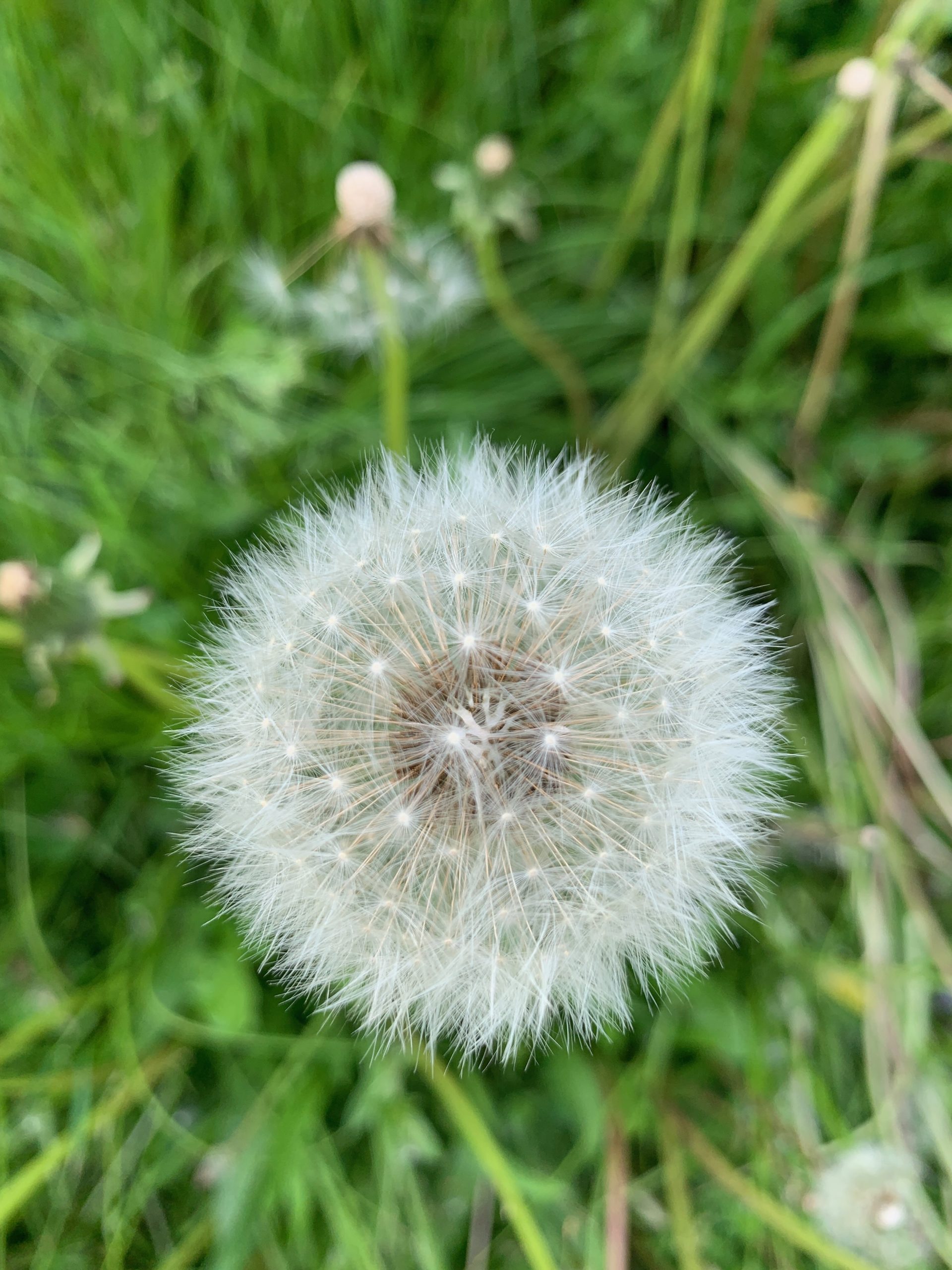 Dandelion